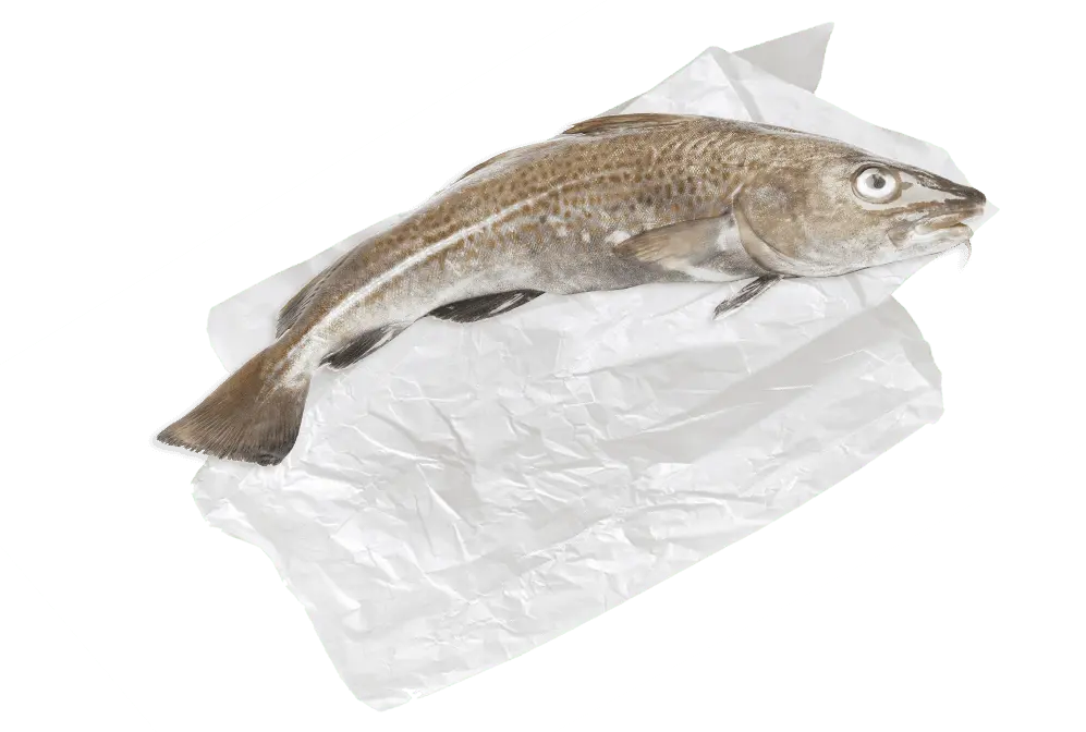 Nos cabillauds et morues