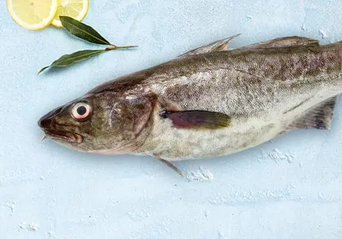 Nos cabillauds et morues