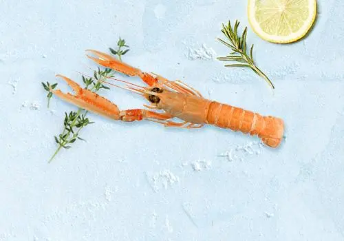 Nos langoustines